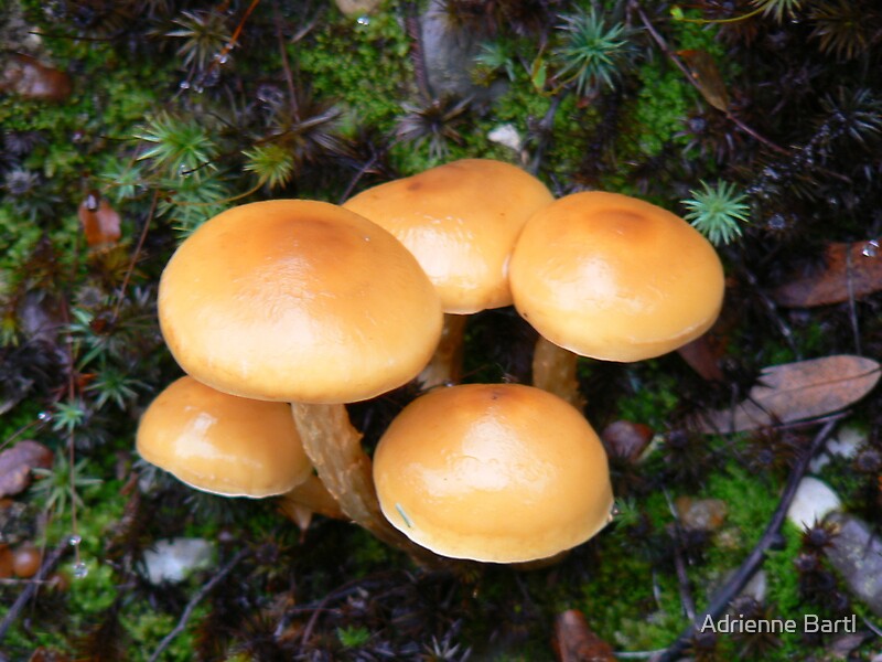 "Mushrooms down by the West Coast Wilderness Railway between Strahan