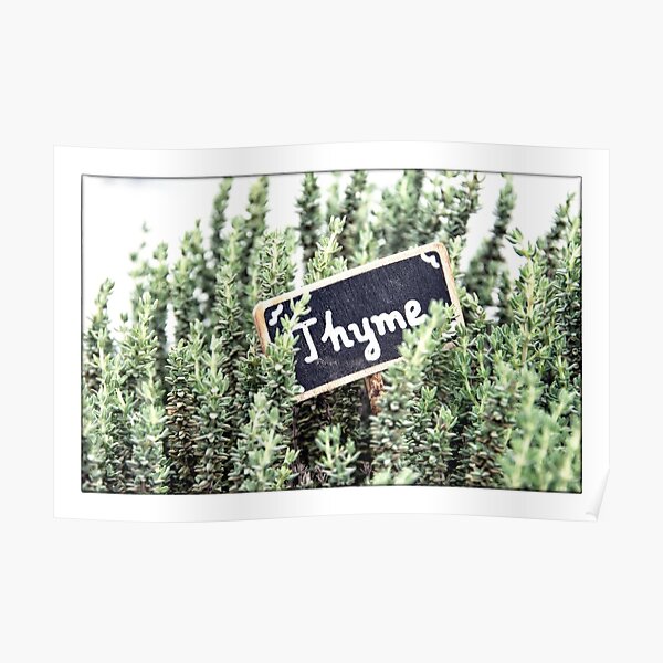 Thyme Poster