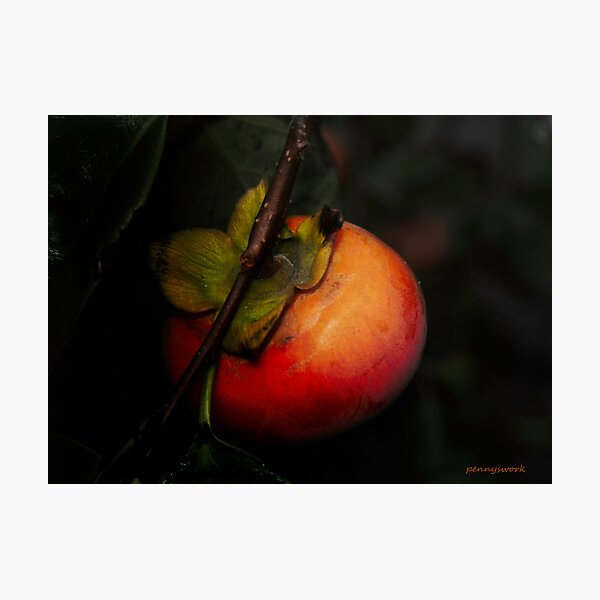 Persimmon Photographic Print