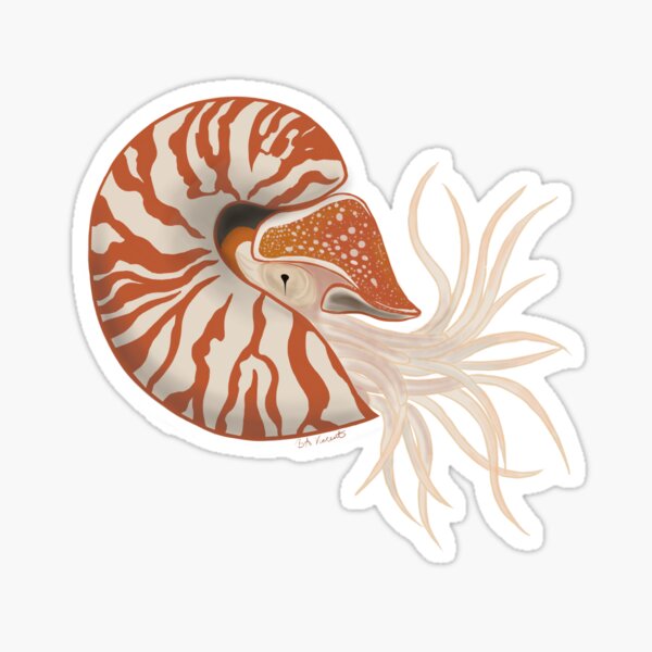 Item preview, Chambered Nautilus designed and sold by Bridget Vincent.