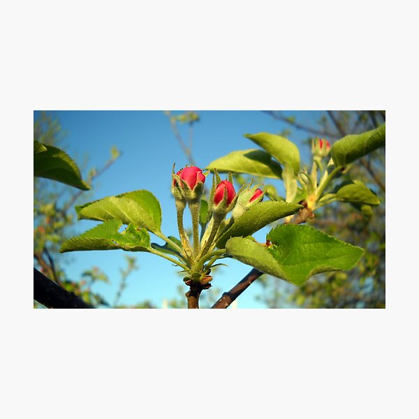 Artikelvorschau, Apple Blossoms entworfen und verkauft von debbiedoda.