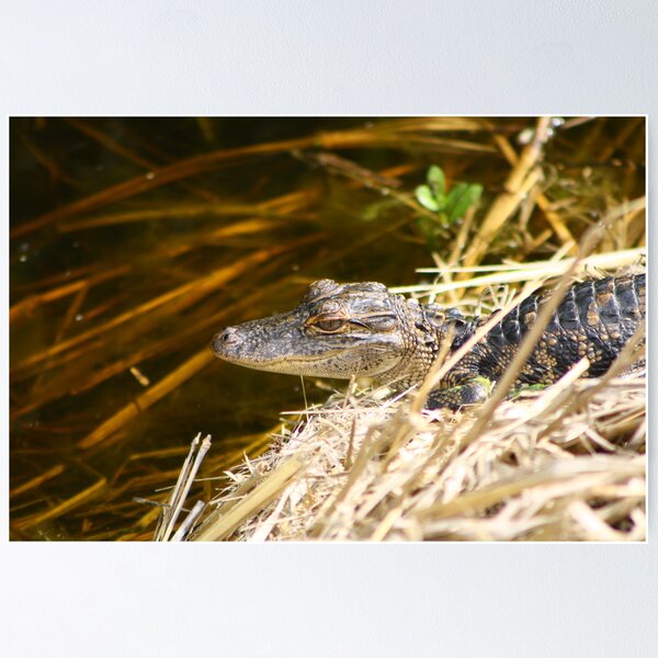 Item preview, Baby Gator 2 designed and sold by Howard S Taylor.