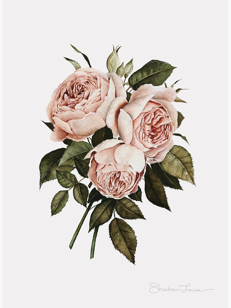 Tarjetas de felicitación «Tres rosas inglesas» de ShealeenLouise | Redbubble