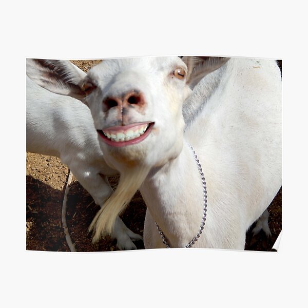 "funny happy goat " by Stephanie Skeem Redbubble