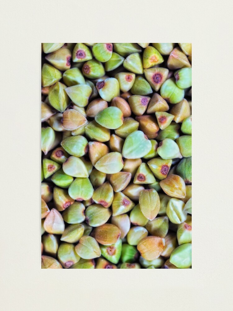 Alternate view of Buckwheat macro Photographic Print