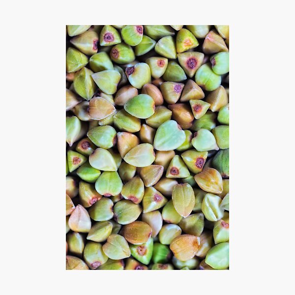 Buckwheat macro Photographic Print