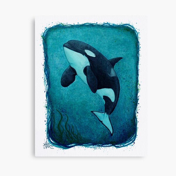 "The Matriarch" by Amber Marine ~ killer whale / orca watercolor painting, (J2 Granny) art © 2016 Canvas Print
