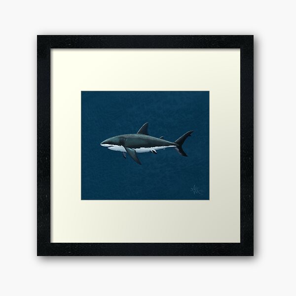 Carcharodon carcharias by Amber Marine, great white shark illustration, art © 2015 Framed Art Print