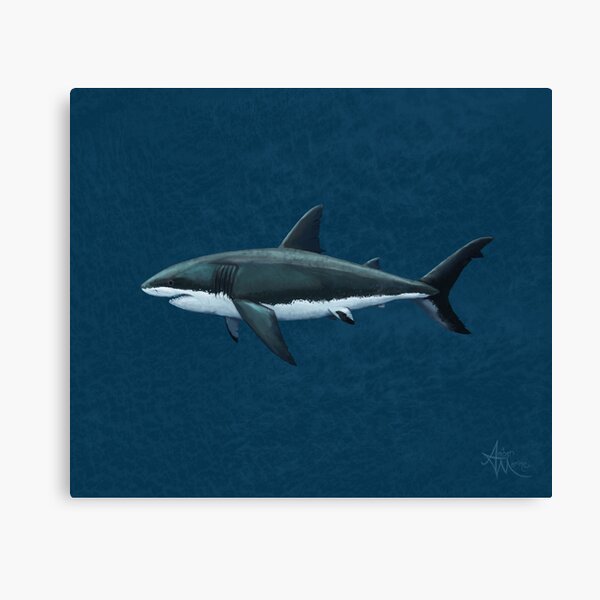 Carcharodon carcharias by Amber Marine, great white shark illustration, art © 2015 Canvas Print