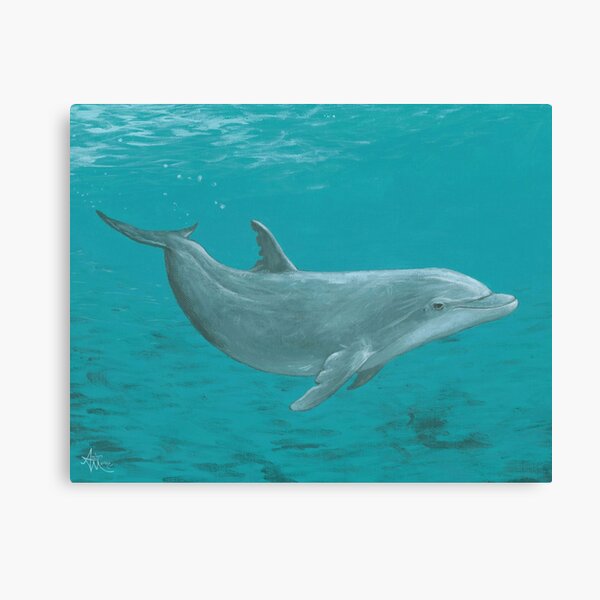 "Shallow Reef" by Amber Marine ~ acrylic dolphin painting, © 2014 Canvas Print