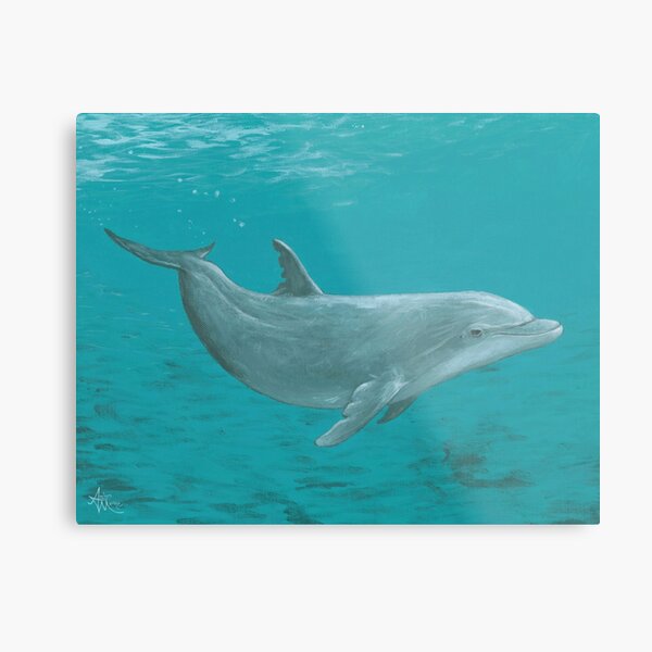 "Shallow Reef" by Amber Marine ~ acrylic dolphin painting, © 2014 Metal Print
