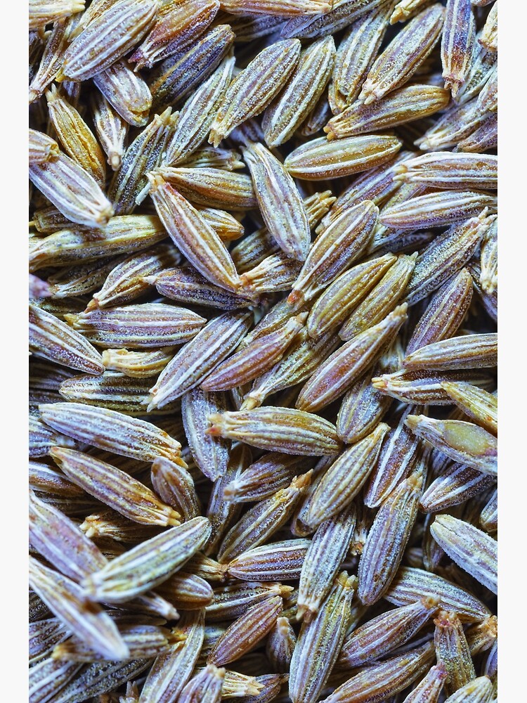 Cumin Seeds by fardad