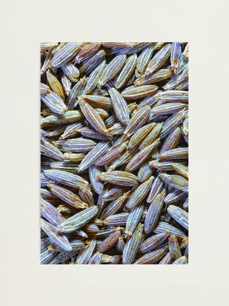 Alternate view of Cumin Seeds Photographic Print
