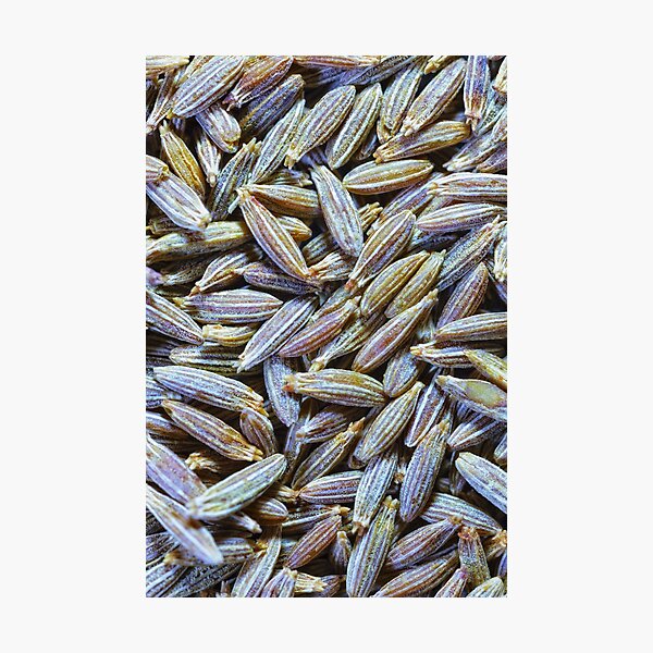 Cumin Seeds Photographic Print