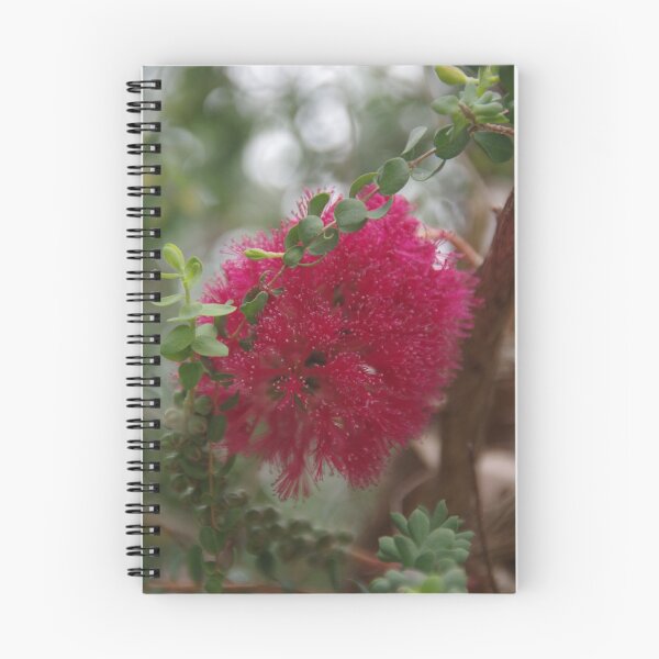 Item preview, Granite Bottlebrush, Melaleuca elliptica designed and sold by lezvee.