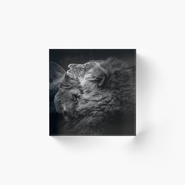 Lion and Lioness Acrylic Block