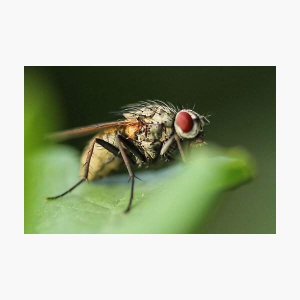 Item preview, Fly on Leaf designed and sold by Gary Horner.
