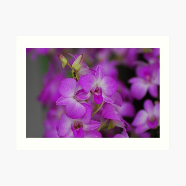 Item preview, Orchids designed and sold by roumen.