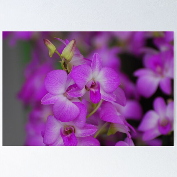 Item preview, Orchids designed and sold by roumen.