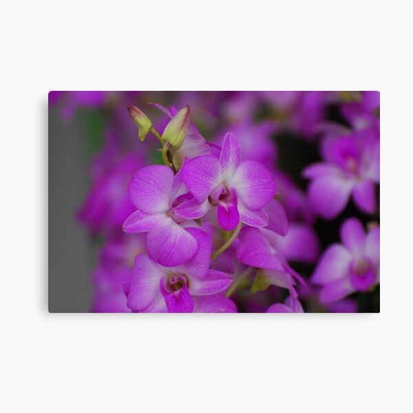 Artikelvorschau, Orchids entworfen und verkauft von roumen.