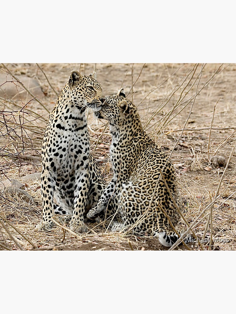 Mother And Daughter Leopards - South Africa Photographic Print