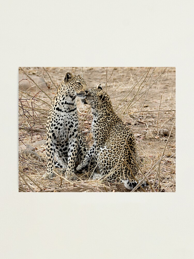 Karula a female leopard in South Africa 