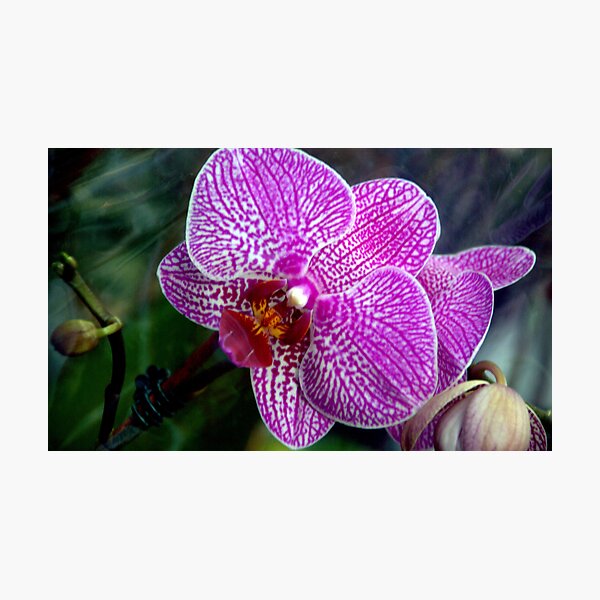 Item preview, Violet Beauty designed and sold by Terri Stapleton.