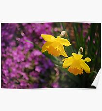 Yellow Daffodils Poster