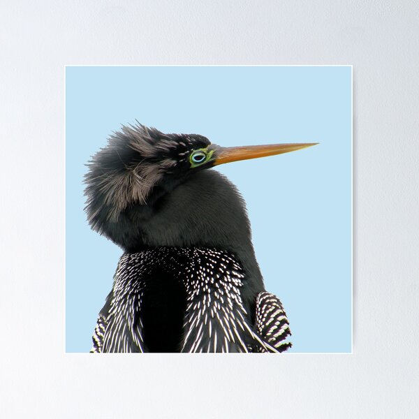 Item preview, Anhinga Portrait designed and sold by Rosalie Scanlon.