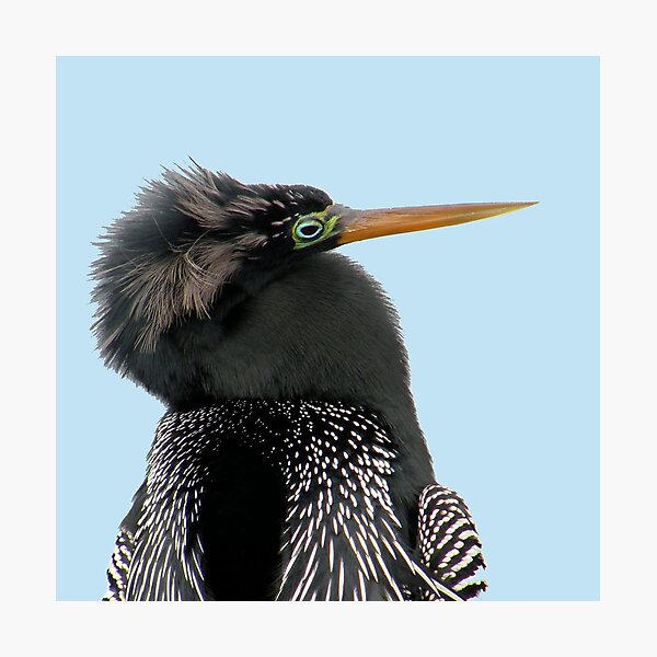 Item preview, Anhinga Portrait designed and sold by Rosalie Scanlon.