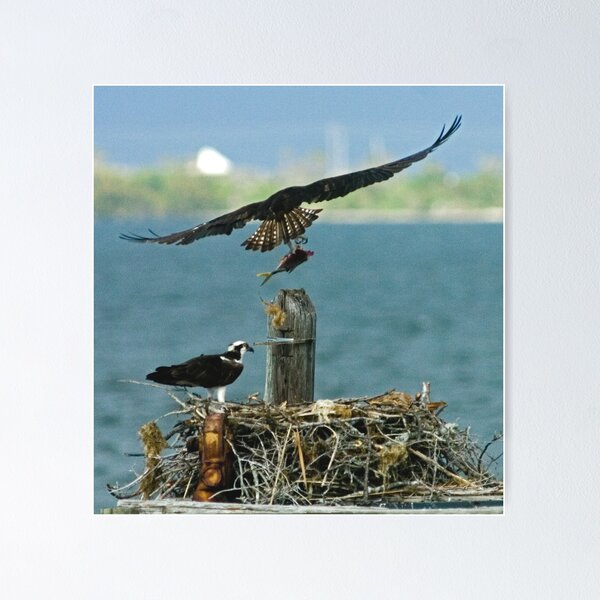 Item preview, Osprey with fish designed and sold by Larry  Grayam.