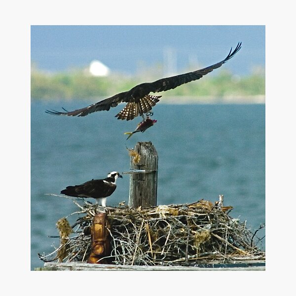 Item preview, Osprey with fish designed and sold by Larry  Grayam.