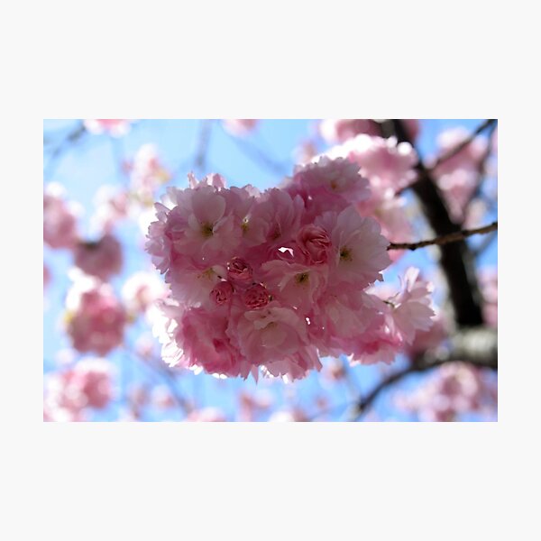 Item preview, Hanami at Brooklyn Botanic Garden designed and sold by M.C. O'Connor.