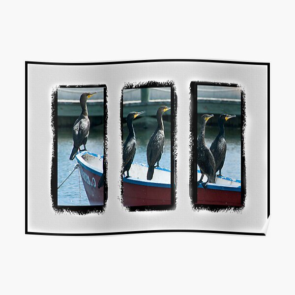 Triptych of Cormorants Poster