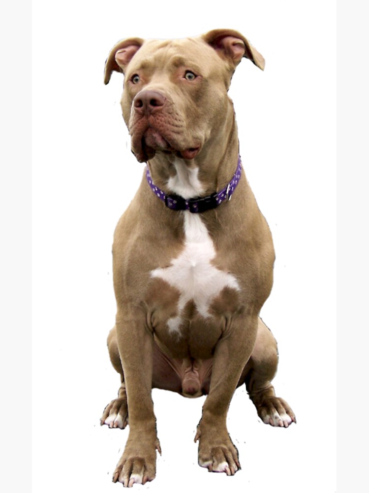 American Pit Bull - brown & white by JeanBFitzgerald