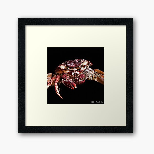 Crab: A Portrait 2 Framed Art Print