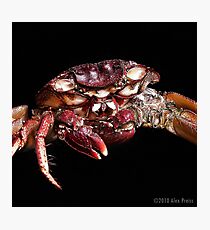 Crab: A Portrait 2 Photographic Print