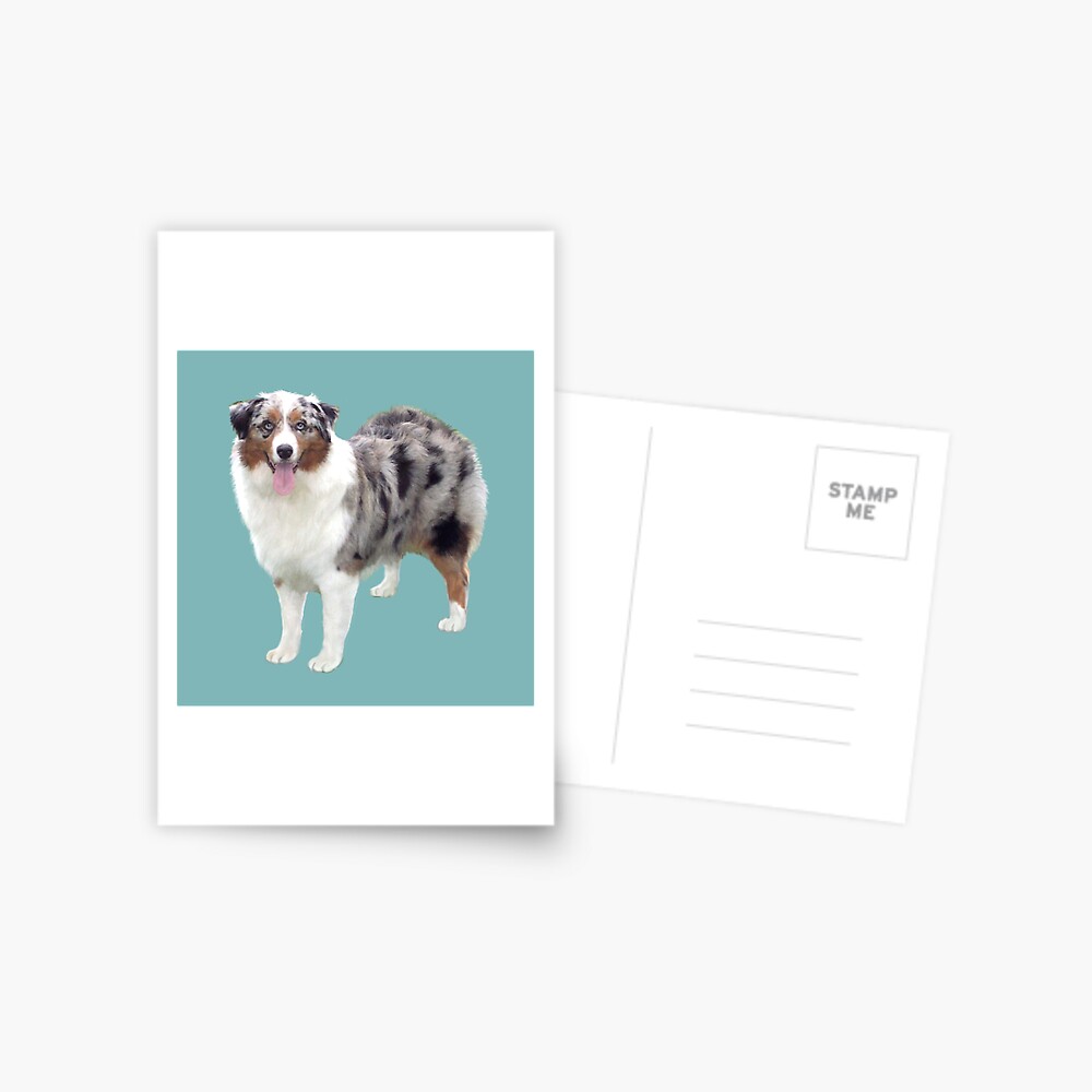 Australian Shepherd - Merle (standing) Postcard