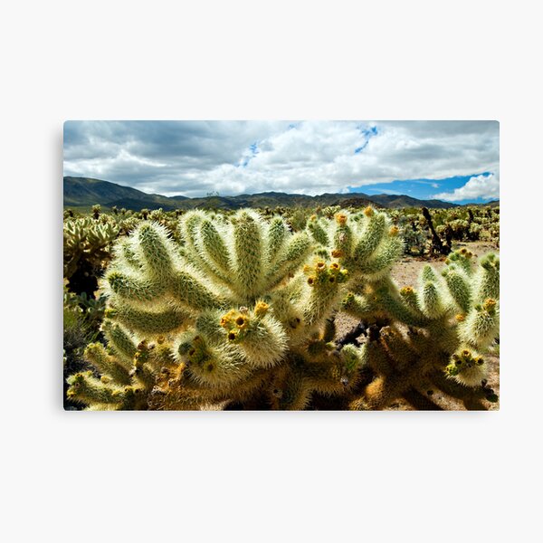 Cholla Cactus Canvas Print