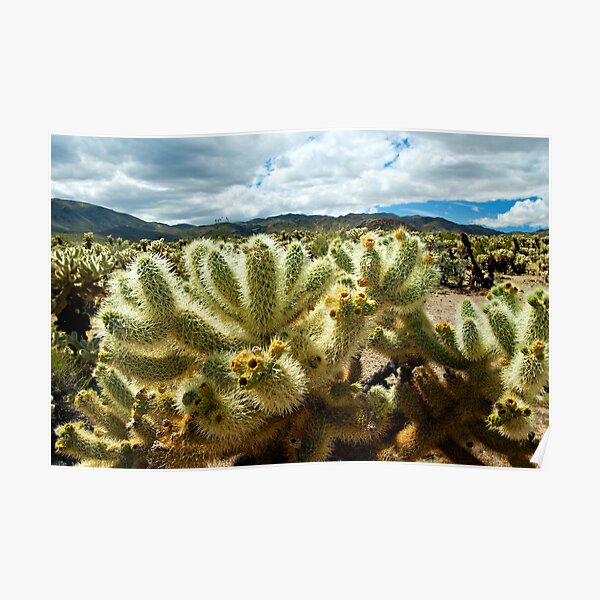 Cholla Cactus Poster