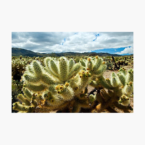 Cholla Cactus Photographic Print