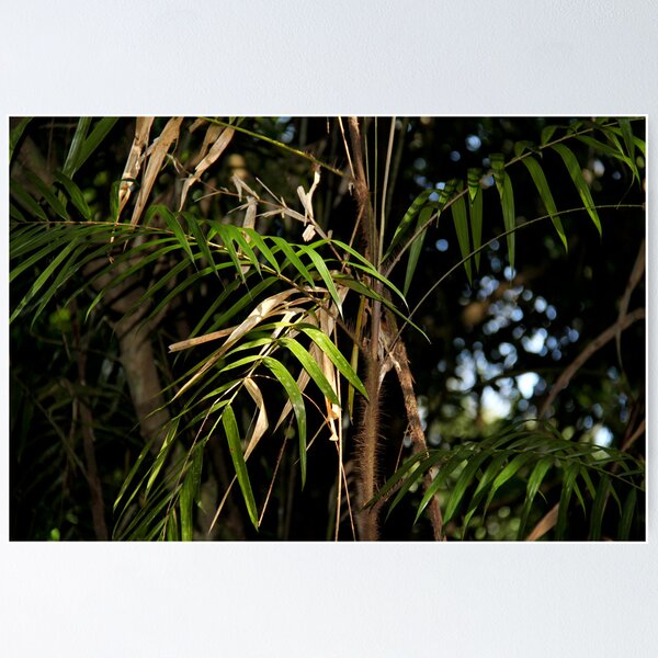 Artikelvorschau, Flora of the Rainforest entworfen und verkauft von Lucas Lovell.