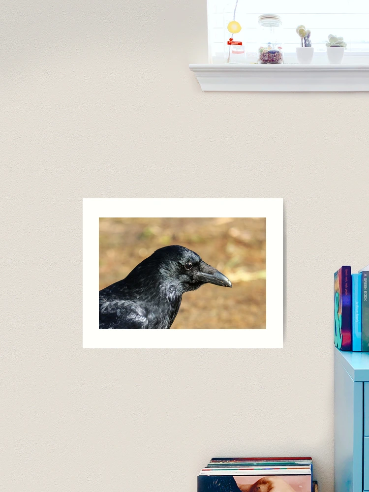 Crow profile