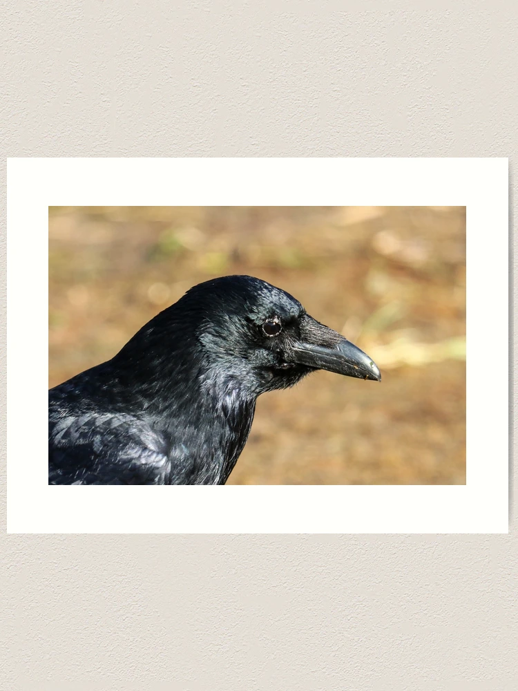Crow profile