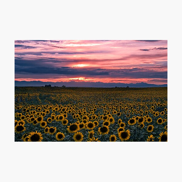 The Field of Dreams Photographic Print