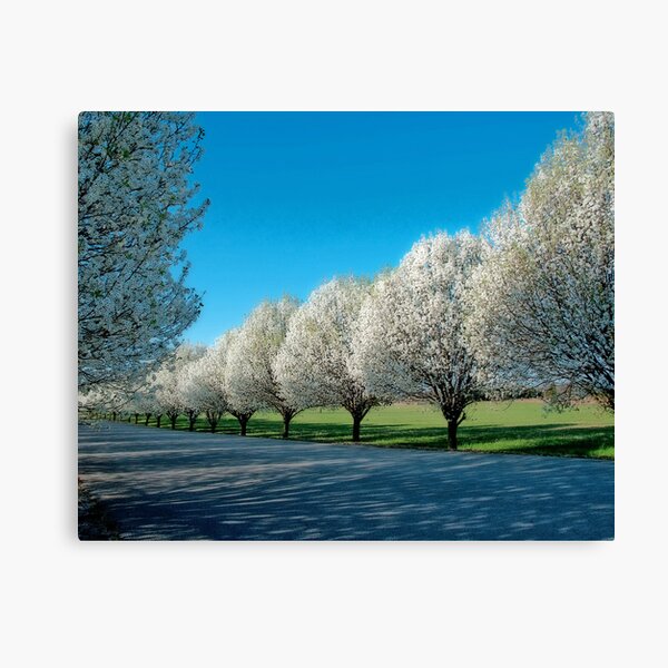 A Bloomin' Row Canvas Print