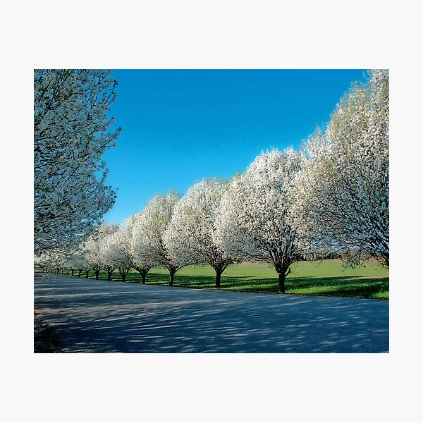 A Bloomin' Row Photographic Print