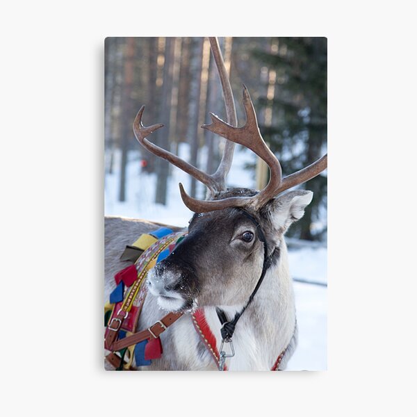 Santa Claus Reindeer Canvas Print