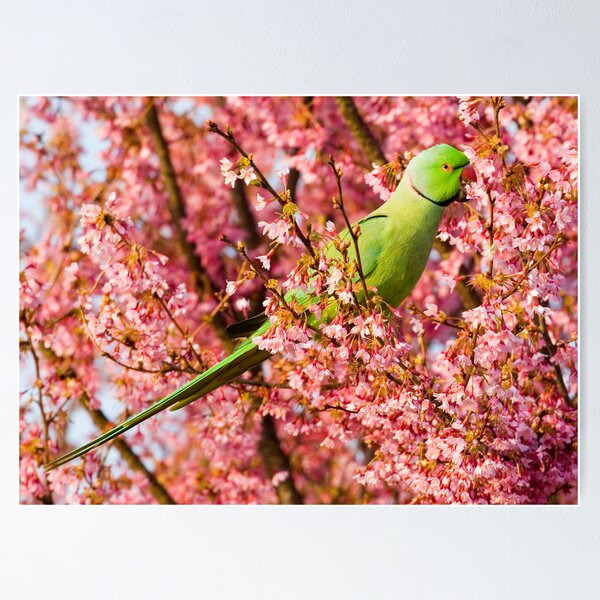 Item preview, Springtime Feeding designed and sold by Geoff Carpenter.