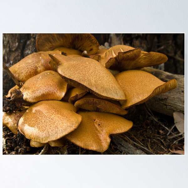 Item preview, Fungi designed and sold by pennyswork.